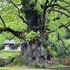 25日目 日本周遊 日本一の巨樹を見た。神降臨の地とラーメンも