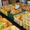 選挙に行って地元グルメも堪能