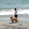 海岸を散歩したい