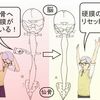 うっすらとした硬膜の捻じれが、ほどけて、ほっ。　^-^;