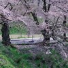 今年の桜見物は終了