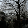 千鳥ヶ淵満開の桜