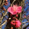 紅梅の花