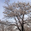 【大阪　桜の名所】さくら広場に行ってきました