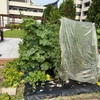 収穫、キュウリ13-29、ミニトマト8-25