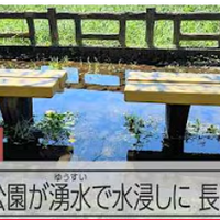 【異変？】井の頭公園が湧水で水浸しに　都内各地で広がる長雨の影響