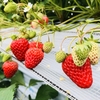 いちご🍓狩り情報３月１２日(月)🌺休園日です‼️