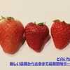 いちごの品種別の味の違いとランキング【人気の苺品種が集結！】