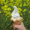 鰺ヶ沢の菜の花畑とソフトクリーム♪アビタニアジャージーファーム