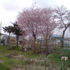 桜が５分咲きに