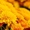 【秋色ガーデニング】晩秋の花壇を彩る・・・