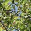 平和公園 里山は初夏