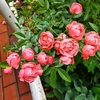 季節の花を知る散歩（初夏４）