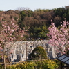 霊園風景その24　「‥‥春めく風景」　　　　　　　　　　　　　　　　