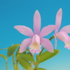 Cattleya  forbesii (Pink Type)　