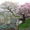 松前の桜