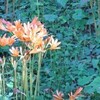 キツネノカミソリ（花）を見に行く。