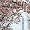 「汐入公園」で早咲き桜とスカイツリー鑑賞！大寒桜、寒緋桜、河津桜が見頃｜2025年開花状況、桜の場所、アクセス（東京都荒川区）