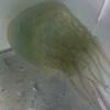 クラゲ