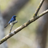 Blue-and-White Flycatcher 