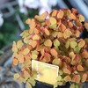 「グリーンプラザ山長（奈良県生駒市） - 寄せ植えにつかってほしいリーフ5選（2025年11月16日）」