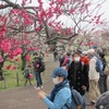 府中 郷土の森公園　梅が見ごろ