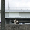 沖縄のビーチで会った野良ちゃん。大物だ。