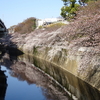 神田川沿いの桜です。