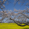 再開、遅れましたが今年の桜を