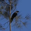 カレドニアガラス(New Caledonian Crow)