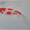 金魚カレンダー 2024