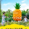 🍍🍍パイナップル畑のビジョンとシンクロニシティ