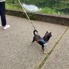 カミさんと私と子犬ちゃんで森林公園を散歩