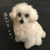 記憶が無い。