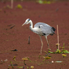 隣の県に鳥を見に行った日記。（２０２３　０５２０）その７。