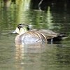 広大の池　渡り鳥　大幅減　絶滅危惧種・トモエガモなど　広島