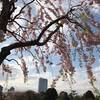 爽やかな空、緑も始まる木曜日の朝 ヽ(´▽｀)/