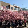 ♪三崎海岸の河津桜と京急電車のコラボ♪