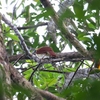 コフウチョウ Lesser Bird of Paradise 2