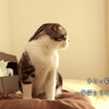 愛猫シャロンとの思い出に浸る日。