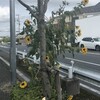 向日葵