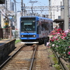 まんぼぅくん、都電とバラ🌹　三ノ輪橋駅　その6