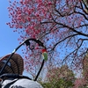 春の訪れを満喫する家族の日