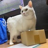 ダンボールと猫の会話