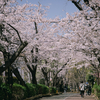 砂町緑道公園の桜