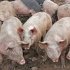 危険な遺伝子編集豚がバイデンの食品医薬品局で認可されることになった。