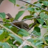 日本　2月12日の文殊の森公園の野鳥