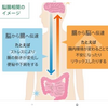 脳腸相関、腸は第一の脳