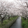 連歌橋付近の桜