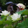 小雨ふる法金剛院